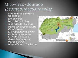  Tem hábitos diurnos e
arborícolas.
 São onívoros.
 Peso: 360 a 710 g.
 Longevidade: 15 anos
 Vivem em grupos de até
8 indivíduos.
 São monógamos e fiéis.
 Período reprodutivo:
setembro a março.
 Gestação demora 4
meses e meio.
 Nº de filhotes: 1 a 3/ano.
 