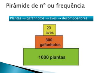 Pirâmide de nº ou frequência
Plantas  gafanhotos  aves  decompositores
 