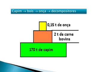 Capim  bois  onça  decompositores
 