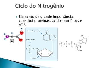 Ciclo do Nitrogênio
 Elemento de grande importância:
constitui proteínas, ácidos nucléicos e
ATP.
 