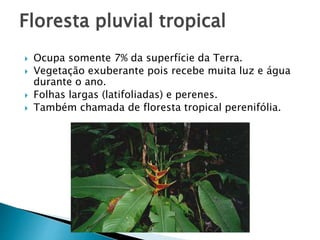  Ocupa somente 7% da superfície da Terra.
 Vegetação exuberante pois recebe muita luz e água
durante o ano.
 Folhas largas (latifoliadas) e perenes.
 Também chamada de floresta tropical perenifólia.
Floresta pluvial tropical
 