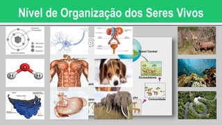 Nível de Organização dos Seres Vivos
 