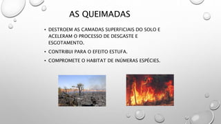 AS QUEIMADAS
• DESTROEM AS CAMADAS SUPERFICIAIS DO SOLO E
ACELERAM O PROCESSO DE DESGASTE E
ESGOTAMENTO.
• CONTRIBUI PARA O EFEITO ESTUFA.
• COMPROMETE O HABITAT DE INÚMERAS ESPÉCIES.
 