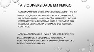 A BIODIVERSIDADE EM PERIGO
• CONVENÇÃO SOBRE DIVERSIDADE BIOLÓGICA (CDB) – RIO-92:
- ORIENTA AÇÕES EM VÁRIOS PAÍSES PARA A CONSERVAÇÃO
DA BIODIVERSIDADE, NA UTILIZAÇÃO SUSTENTÁVEL DE SEUS
COMPONENTES E A REPARTIÇÃO JUSTA E EQUITATIVA DOS
BENEFÍCIOS DERIVADOS DA UTILIZAÇÃO DOS RECURSOS
GENÉTICOS.
- AÇÕES ANTRÓPICAS QUE LEVAM À EXTINÇÃO DE ESPÉCIES:
DESMATAMENTOS, A EXPLORAÇÃO MADEIREIRA, A
CONSTRUÇÃO DE BARRAGENS, A EXPLORAÇÃO MINERAL E O
DESENVOLVIMENTO URBANO.
 