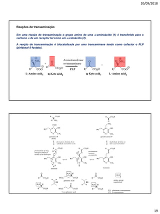 10/09/2018
19
Em uma reação de transaminação o grupo amino de uma a-aminoácido (1) é transferido para o
carbono a de um receptor tal como um a-cetoácido (2).
A reação de transaminação é biocatalisada por uma transaminase tendo como cofactor o PLP
(piridoxal-5-fostato).
Reações de transaminação
 