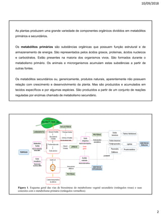 10/09/2018
2
As plantas produzem uma grande variedade de componentes orgânicos divididos em metabólitos
primários e secundários.
Os metabólitos primários são substâncias orgânicas que possuem função estrutural e de
armazenamento de energia. São representados pelos ácidos graxos, proteínas, ácidos nucleicos
e carboidratos. Estão presentes na maioria dos organismos vivos. São formados durante o
metabolismo primário. Os animais e microrganismos acumulam estas substâncias a partir de
outras fontes.
Os metabólitos secundários ou, genericamente, produtos naturais, aparentemente não possuem
relação com crescimento e desenvolvimento da planta. Mas são produzidos e acumulados em
tecidos específicos e por algumas espécies. São produzidos a partir de um conjunto de reações
reguladas por enzimas chamado de metabolismo secundário.
Figura 1. Esquema geral das vias de biossíntese do metabolismo vegetal secundário (retângulos rosas) e suas
conexões com o metabolismo primário (retângulos vermelhos).
 