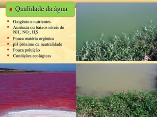  Oxigênio e nutrientesOxigênio e nutrientes
 Ausência ou baixos níveis deAusência ou baixos níveis de
NHNH33, NO, NO22
--
, H, H22SS
 Pouca matéria orgânicaPouca matéria orgânica
 pH próximo da neutralidadepH próximo da neutralidade
 Pouca poluiçãoPouca poluição
 Condições ecológicasCondições ecológicas
 