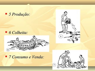  5 Produção:5 Produção:
 6 Colheita:6 Colheita:
 7 Consumo e Venda:7 Consumo e Venda:
 