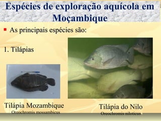  As principais espécies são:As principais espécies são:
1. Tilápias1. Tilápias
Espécies de exploração aquícola em
Moçambique
Tilápia Mozambique
Oreochromis mossambicus
Tilápia do Nilo
Oreochromis niloticus
 