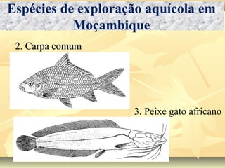 2. Carpa comum2. Carpa comum
3. Peixe gato africano
Espécies de exploração aquícola em
Moçambique
 