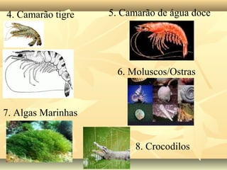 5. Camarão de água doce
6. Moluscos/Ostras
7. Algas Marinhas
4. Camarão tigre
8. Crocodilos
 