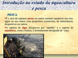 PESCAPESCA
É o acto de capturarÉ o acto de capturar peixespeixes ou outros animais aquáticos nos rios,ou outros animais aquáticos nos rios,
lagos ou nos mares com propósitos comerciais, de subsistência,lagos ou nos mares com propósitos comerciais, de subsistência,
desportivos ou outros.desportivos ou outros.
A captura deA captura de algasalgas designa-se por “apanha” e a captura dedesigna-se por “apanha” e a captura de
mamíferosmamíferos, como a baleia, é normalmente designada de “caça, como a baleia, é normalmente designada de “caça
Introdução ao estudo da aquacultura
e pesca
 