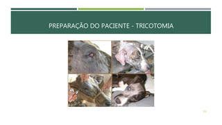 PREPARAÇÃO DO PACIENTE - TRICOTOMIA
123
 