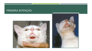 PRIMEIRA INTENÇÃO
137
 