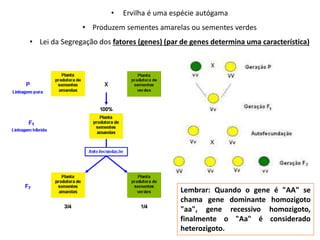 • Ervilha é uma espécie autógama
• Produzem sementes amarelas ou sementes verdes
• Lei da Segregação dos fatores (genes) (par de genes determina uma característica)
Lembrar: Quando o gene é "AA" se
chama gene dominante homozigoto
"aa", gene recessivo homozigoto,
finalmente o "Aa" é considerado
heterozigoto.
 