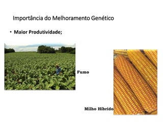 Importância do Melhoramento Genético
• Maior Produtividade;
Milho Híbrido
Fumo
 