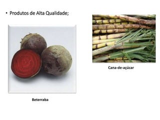 • Produtos de Alta Qualidade;
Beterraba
Cana-de-açúcar
 