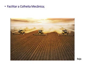 • Facilitar a Colheita Mecânica;
Soja
 