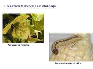 • Resistência às doenças e a insetos-praga.
Ferrugem no Feijoeiro
Lagarta-da-espiga no milho
 