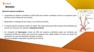Sensores
Quimiorreceptores periféricos
• Localizados nos glomos carotídeos na bifurcação das artérias carotídeas comuns e nos glomos para-
aórticos acima e abaixo do arco aórtico.
• Respondem a reduções de pH e PaO2 a ao aumento do PaCO2.
• A resposta desses receptores pode ser rápida. São responsáveis por todo aumento da ventilação que
ocorre nos humanos em resposta a hipoxemia arterial.
• Em situações de hipercapnia menos de 20% da resposta ventilatória pode ser atribuída aos
receptores periféricos, porém, por possuírem resposta mais rápida podem ser úteis em ajustes da
ventilação em casos de alterações abruptas na PaCO2.
• Glomos carotídeos respondem a queda de pH arterial.
 