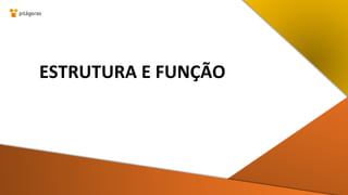 ESTRUTURA E FUNÇÃO
 