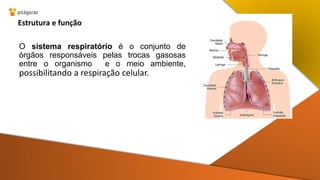 O sistema respiratório é o conjunto de
órgãos responsáveis pelas trocas gasosas
entre o organismo e o meio ambiente,
possibilitando a respiração celular.
Estrutura e função
 