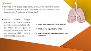 • Possui como função
primária a troca gasosa:
permite que o oxigênio (O2)
se mova do ar para o
sangue venoso e o dióxido
de carbono (CO2) faça o
movimento contrário.
• Atua como reservatório de sangue.
• Metaboliza alguns compostos.
• Filtra materiais não desejados da sua
circulação.
• Pulmão é um órgão esponjoso, localizado na caixa torácica.
É elástico e retorna passivamente ao seu volume pré-
inspiratório. É facilmente distensível.
 
