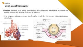 Membrana alvéolo-capilar
• Alvéolos: pequenos sacos aéreos, envolvidos por vasos sanguíneos. Há cerca de 500 milhões no
pulmão humano, com cerca de 1/3 de mm de diâmetro.
• O ar atinge um lado da membrana alvéolo-capilar através das vias aéreas e o outro pelos vasos
sanguíneos.
 