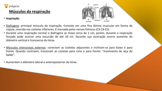 Músculos da respiração
• Inspiração.
• Diafragma: principal músculo da inspiração. Consiste em uma fina lâmina muscular em forma de
cúpula, inserida nas costelas inferiores. É inervado pelos nervos frênicos (C3-C4-C5).
• Durante uma respiração normal o diafragma se move cerca de 1 cm, porém, durante a respiração
forçada pode ocorrer uma excursão de até 10 cm. Durante sua contração ocorre aumento do
diâmetro vertical e transverso do tórax.
• Músculos intercostais externos: conectam as costelas adjacentes e inclinam-se para baixo e para
frente. Quando contraem, tracionam as costelas para cima e para frente: “movimento de alça de
balde”.
• Aumentam o diâmetro lateral e anteroposterior do tórax.
 