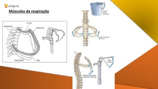 Músculos da respiração
 
