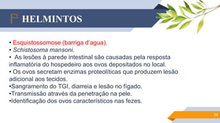 HELMINTOS
24
• Esquistossomose (barriga d’agua).
• Schistosoma mansoni.
• As lesões à parede intestinal são causadas pela resposta
inflamatória do hospedeiro aos ovos depositados no local.
• Os ovos secretam enzimas proteolíticas que produzem lesão
adicional aos tecidos.
•Sangramento do TGI, diarreia e lesão no fígado.
•Transmissão através da penetração na pele.
•Identificação dos ovos característicos nas fezes.
 