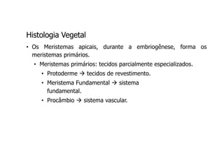 Protoderme Vegetal Aula 1.pdf
