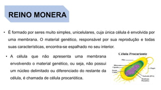 REINO MONERA
• É formado por seres muito simples, unicelulares, cuja única célula é envolvida por
uma membrana. O material genético, responsável por sua reprodução e todas
suas características, encontra-se espalhado no seu interior.
• A célula que não apresenta uma membrana
envolvendo o material genético, ou seja, não possui
um núcleo delimitado ou diferenciado do restante da
célula, é chamada de célula procariótica.
 
