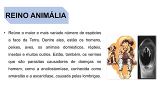 REINO ANIMÁLIA
• Reúne o maior e mais variado número de espécies
a face da Terra. Dentre eles, estão os homens,
peixes, aves, os animais domésticos, répteis,
insetos e muitos outros. Estão, também, os vermes
que são parasitas causadores de doenças no
homem, como a ancilostomíase, conhecida como
amarelão e a ascaridíase, causada pelas lombrigas.
 
