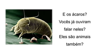 E os ácaros?
Vocês já ouviram
falar neles?
Eles são animais
também?
 