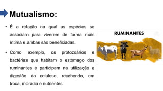 Mutualismo:
• É a relação na qual as espécies se
associam para viverem de forma mais
íntima e ambas são beneficiadas.
• Como exemplo, os protozoários e
bactérias que habitam o estomago dos
ruminantes e participam na utilização e
digestão da celulose, recebendo, em
troca, moradia e nutrientes
 