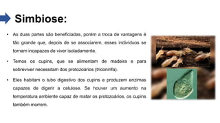Simbiose:
• As duas partes são beneficiadas, porém a troca de vantagens é
tão grande que, depois de se associarem, esses indivíduos se
tornam incapazes de viver isoladamente.
• Temos os cupins, que se alimentam de madeira e para
sobreviver necessitam dos protozoários (triconinfa).
• Eles habitam o tubo digestivo dos cupins e produzem enzimas
capazes de digerir a celulose. Se houver um aumento na
temperatura ambiente capaz de matar os protozoários, os cupins
também morrem.
 