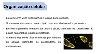 Organização celular
• Existem seres vivos de tamanhos e formas muito variadas.
• Somente os seres vivos, com exceção dos vírus, são formados por células.
• Existem organismos formados por uma só célula, chamados de unicelulares. É
o caso das amebas, giárdias e bactérias.
• A maioria dos seres vivos é formado por milhares
de células, chamados de pluricelulares ou
multicelulares.
 