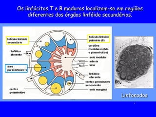 Os linfócitos T e B maduros localizam-se em regiões
Os linfócitos T e B maduros localizam-se em regiões
diferentes dos órgãos linfóide secundários.
diferentes dos órgãos linfóide secundários.
Linfonodos
Linfonodos
.
.
 