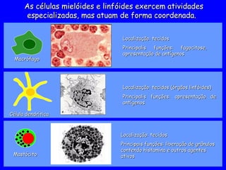 As células mielóides e linfóides exercem atividades
As células mielóides e linfóides exercem atividades
especializadas, mas atuam de forma coordenada.
especializadas, mas atuam de forma coordenada.
Macrófago
Macrófago
Localização: tecidos
Localização: tecidos
Principalis funções: fagocitose,
Principalis funções: fagocitose,
apresentação de antígenos
apresentação de antígenos
Localização: tecidos (órgãos linfóides)
Localização: tecidos (órgãos linfóides)
Principalis funções: apresentação de
Principalis funções: apresentação de
antígenos
antígenos
Célula dendrítica
Célula dendrítica
Localização: tecidos
Localização: tecidos
Principais funções: liberação de grânulos
Principais funções: liberação de grânulos
contendo histamina e outros agentes
contendo histamina e outros agentes
ativos
ativos
Mastócito
Mastócito
 