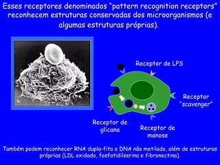 Esses receptores denominados “pattern recognition receptors”
Esses receptores denominados “pattern recognition receptors”
reconhecem estruturas conservadas dos microorganismos (e
reconhecem estruturas conservadas dos microorganismos (e
algumas estruturas próprias).
algumas estruturas próprias).
Receptor
Receptor
“
“scavenger”
scavenger”
Receptor de
Receptor de
glicana
glicana
Receptor de LPS
Receptor de LPS
Receptor de
Receptor de
manose
manose
Também podem reconhecer RNA dupla-fita e DNA não metilado, além de estruturas
Também podem reconhecer RNA dupla-fita e DNA não metilado, além de estruturas
próprias (LDL oxidado, fosfatidilserina e fibronectina).
próprias (LDL oxidado, fosfatidilserina e fibronectina).
 