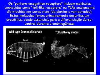 Os “pattern recognition receptors” incluem moléculas
Os “pattern recognition receptors” incluem moléculas
conhecidas como “toll-like receptors” ou TLRs amplamente
conhecidas como “toll-like receptors” ou TLRs amplamente
distribuídas nos seres vivos (de plantas a vertebrados).
distribuídas nos seres vivos (de plantas a vertebrados).
Estas moléculas foram primeiramente descritas em
Estas moléculas foram primeiramente descritas em
drosófilas, sendo essenciais para a diferenciação dorso-
drosófilas, sendo essenciais para a diferenciação dorso-
ventral durante a embriogênese.
ventral durante a embriogênese.
 