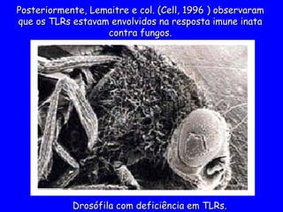 Posteriormente,
Posteriormente, Lemaitre e col. (Cell, 1996
Lemaitre e col. (Cell, 1996 ) observaram
) observaram
que os TLRs estavam envolvidos na resposta imune inata
que os TLRs estavam envolvidos na resposta imune inata
contra fungos.
contra fungos.
Drosófila com deficiência em TLRs.
Drosófila com deficiência em TLRs.
 