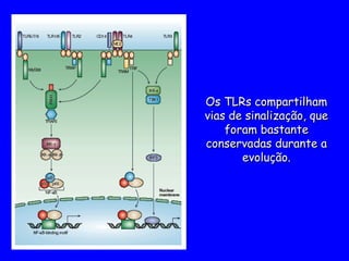 Os TLRs compartilham
Os TLRs compartilham
vias de sinalização, que
vias de sinalização, que
foram bastante
foram bastante
conservadas durante a
conservadas durante a
evolução.
evolução.
 