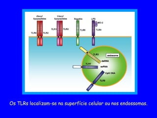 Os TLRs localizam-se na superfície celular ou nos endossomas.
Os TLRs localizam-se na superfície celular ou nos endossomas.
 