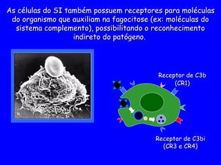 As células do SI também possuem receptores
As células do SI também possuem receptores para moléculas
para moléculas
do organismo que auxiliam na fagocitose (ex: moléculas do
do organismo que auxiliam na fagocitose (ex: moléculas do
sistema complemento), possibilitando o reconhecimento
sistema complemento), possibilitando o reconhecimento
indireto do patógeno
indireto do patógeno.
.
Receptor de C3b
Receptor de C3b
(CR1)
(CR1)
Receptor de C3bi
Receptor de C3bi
(CR3 e CR4)
(CR3 e CR4)
 