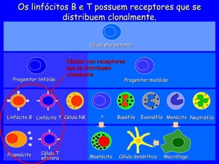 Progenitor linfóide
Progenitor linfóide
Célula pluripotente
Célula pluripotente
Linfócito B
Linfócito B
Plasmócito
Plasmócito
Linfócito T
Linfócito T
Célula T
Célula T
efetora
efetora
Progenitor mielóide
Progenitor mielóide
Mastócito
Mastócito Macrófago
Macrófago
?
? Neutrófilo
Neutrófilo
Monócito
Monócito
Célula NK
Célula NK Basófilo
Basófilo Eosinófilo
Eosinófilo
Células com receptores
Células com receptores
que se distribuem
que se distribuem
clonalmete
clonalmete
Célula dendrítica
Célula dendrítica
Os linfócitos B e T possuem receptores que se
Os linfócitos B e T possuem receptores que se
distribuem clonalmente.
distribuem clonalmente.
 