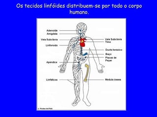 Os tecidos linfóides distribuem-se por todo o corpo
Os tecidos linfóides distribuem-se por todo o corpo
humano.
humano.
 