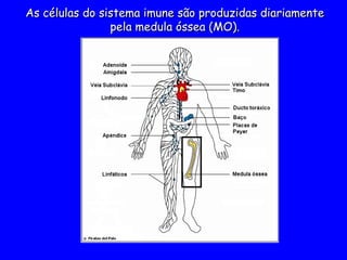 As células do sistema imune são produzidas diariamente
As células do sistema imune são produzidas diariamente
pela medula óssea (MO).
pela medula óssea (MO).
 