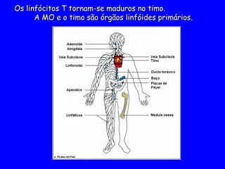 Os linfócitos T tornam-se maduros no timo.
Os linfócitos T tornam-se maduros no timo.
A MO e o timo são órgãos linfóides primários.
A MO e o timo são órgãos linfóides primários.
 